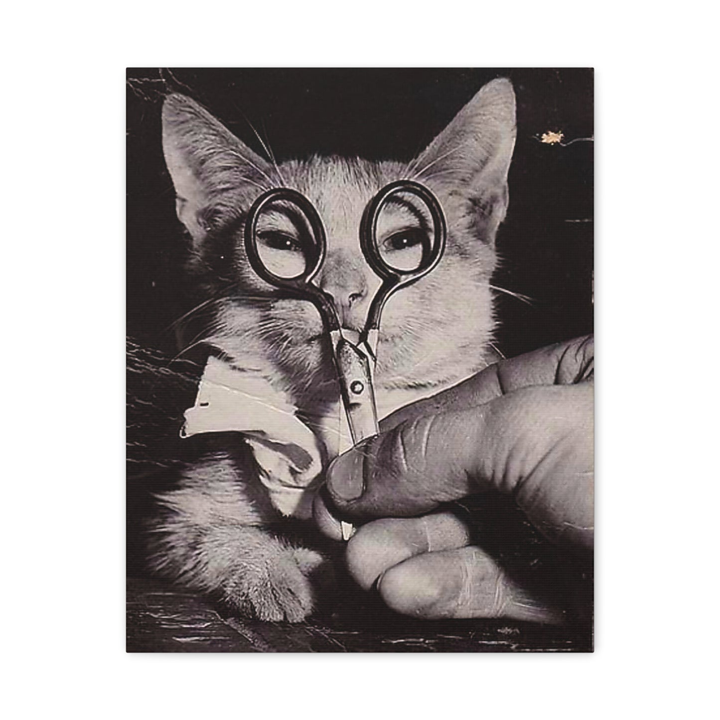 Canvas Wall Art Prints, Vintage Cat With Scissor Glasses, Whimsical Photo Art