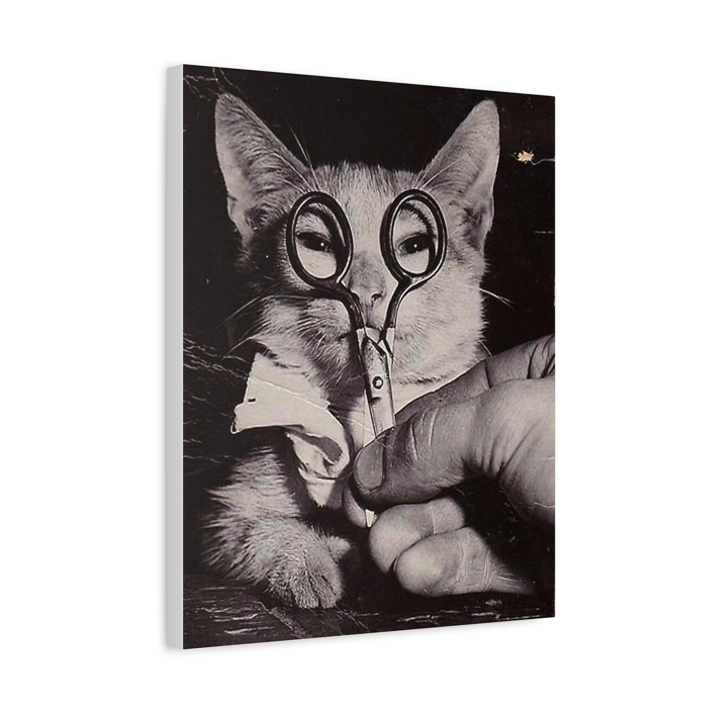 Canvas Wall Art Prints, Vintage Cat With Scissor Glasses, Whimsical Photo Art