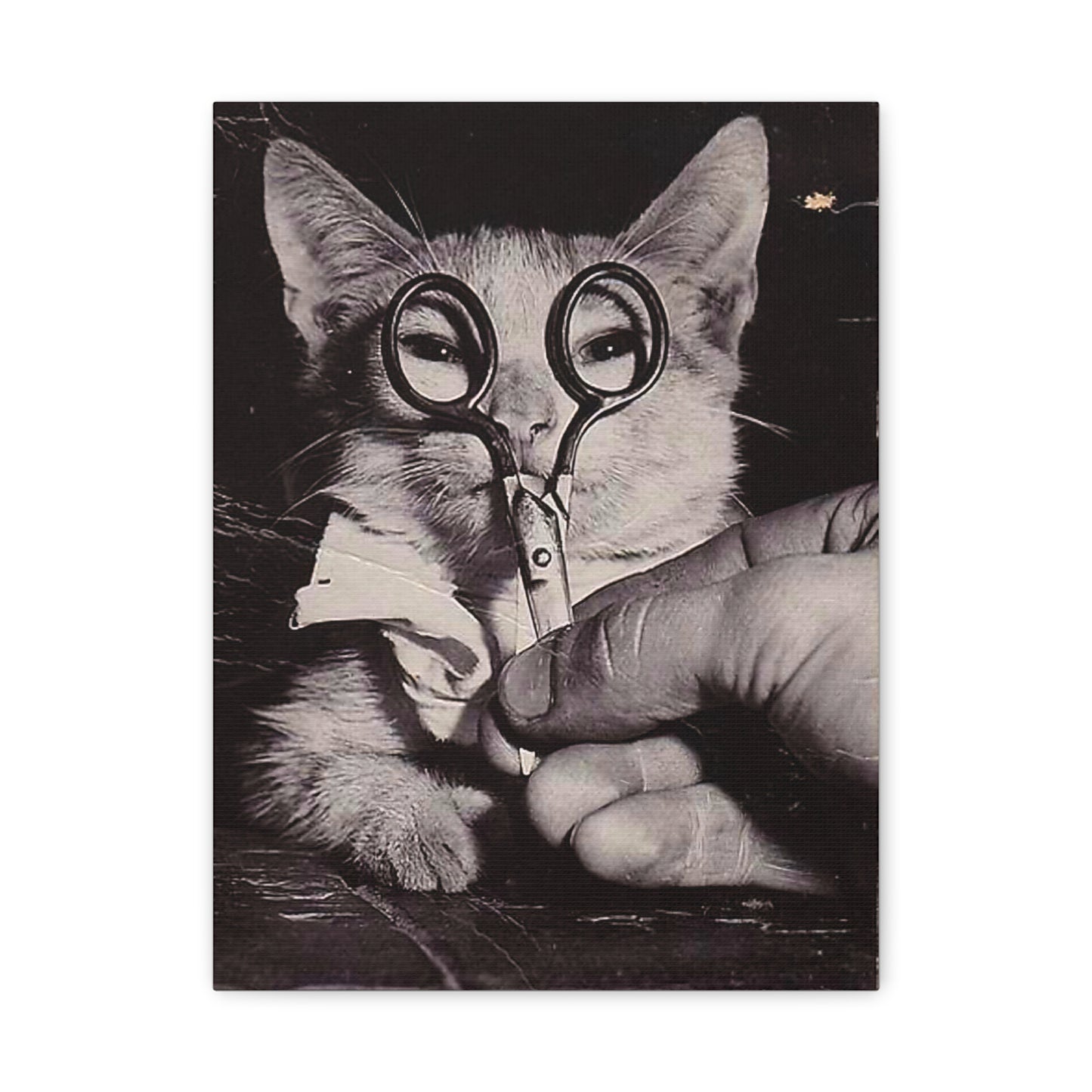 Canvas Wall Art Prints, Vintage Cat With Scissor Glasses, Whimsical Photo Art