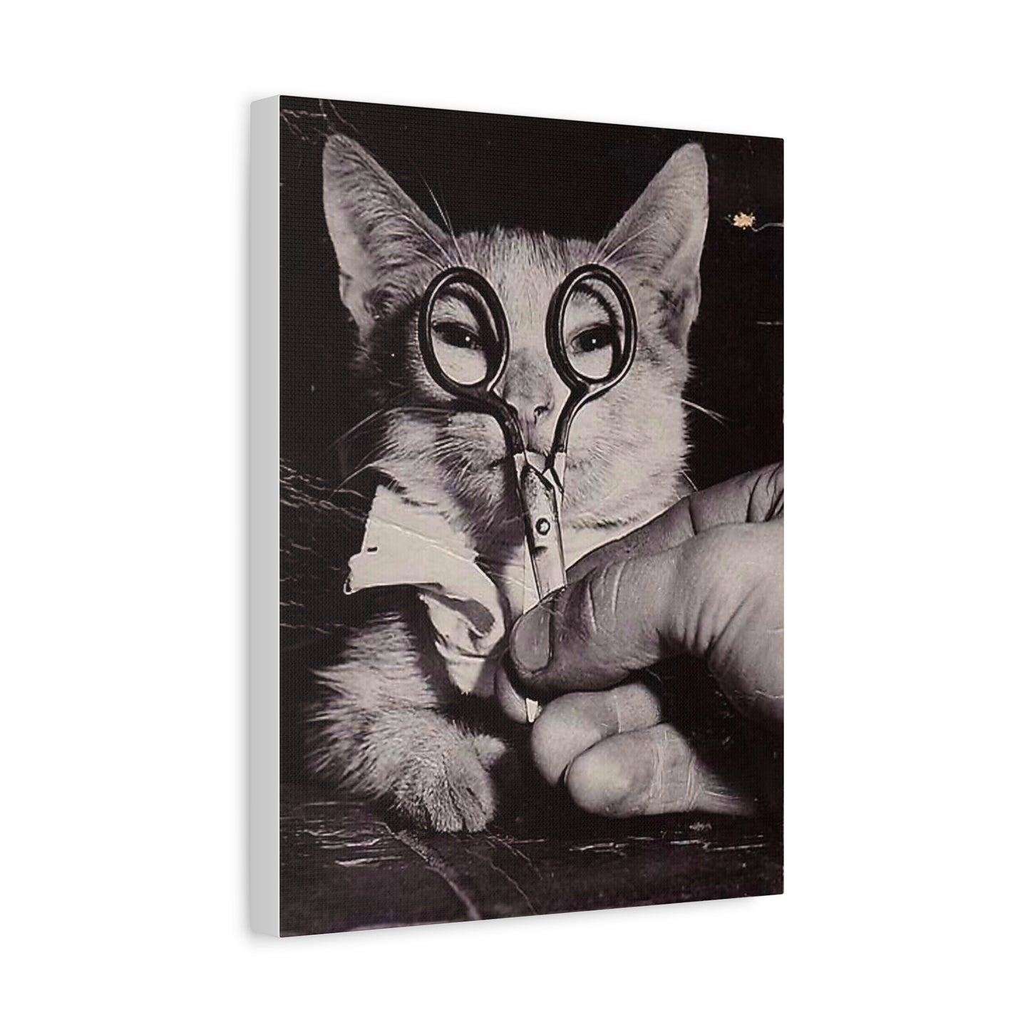 Canvas Wall Art Prints, Vintage Cat With Scissor Glasses, Whimsical Photo Art