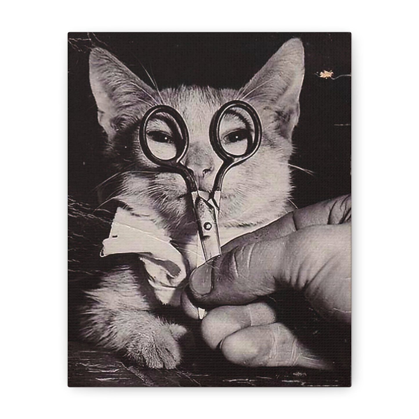 Canvas Wall Art Prints, Vintage Cat With Scissor Glasses, Whimsical Photo Art