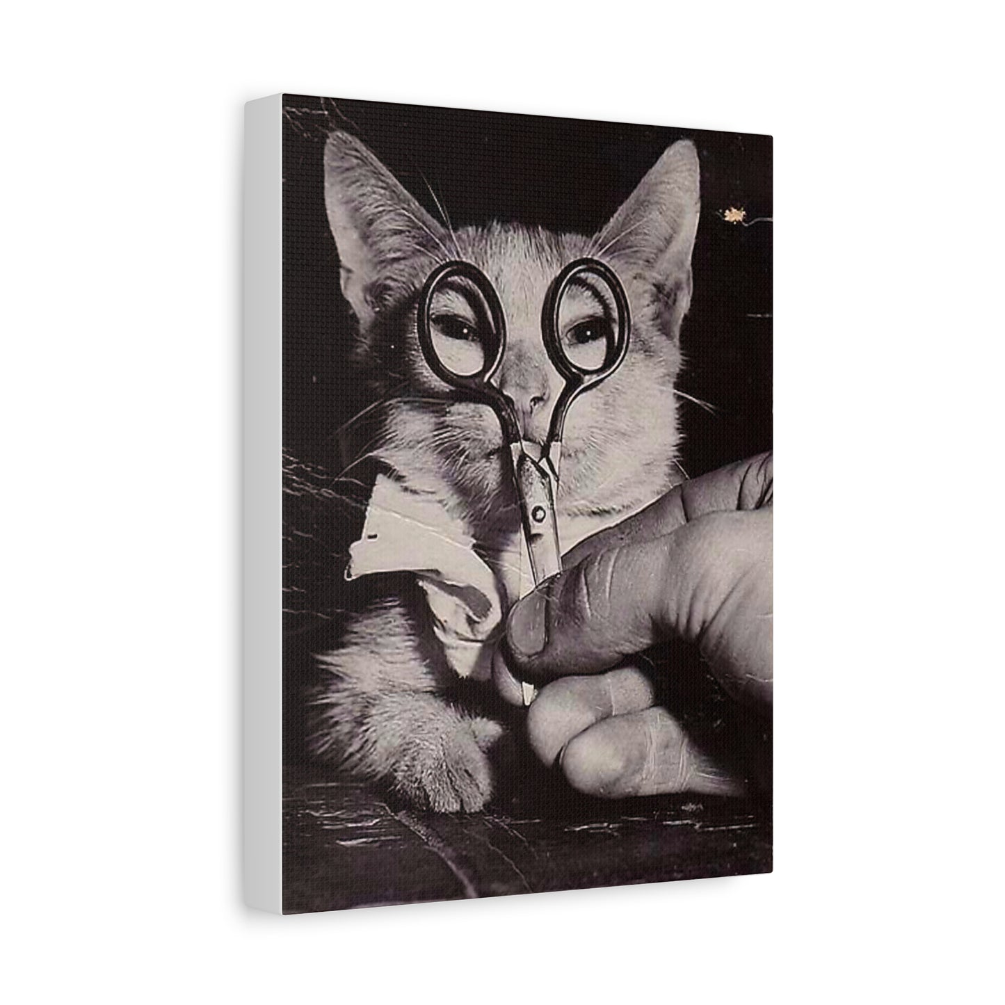 Canvas Wall Art Prints, Vintage Cat With Scissor Glasses, Whimsical Photo Art